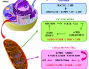 Processo de Respiração 3