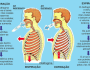 Processo de Respiração 4