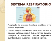 Divisão: Porção condutora: nariz (nariz externo e cavidade ou fossas nasais), faringe, laringe, traquéia, brônquios e bronquíolos. Porção respiratória: pulmões (ductos alveolares e alvéolos) e pleura.