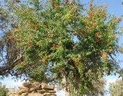 Romãzeira 6