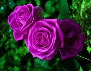 Rosas 4