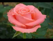 Rosas 5