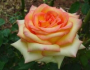 Rosas 6
