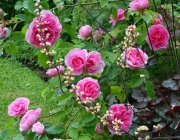 Rosas de Cem Pétalas Anã 5