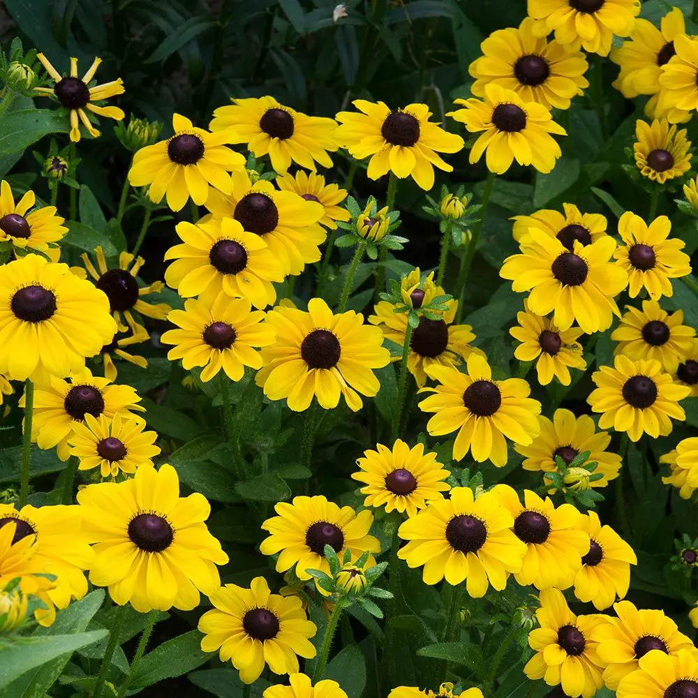 Flores Margaridas Amarelas com Fotos | Mundo Ecologia
