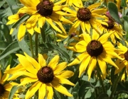 Rudbeckia Hirta 1