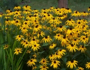 Rudbeckia Hirta 3