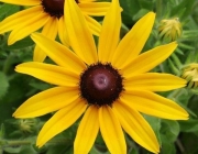 Rudbeckia Hirta 4