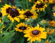 Rudbeckia Hirta 5