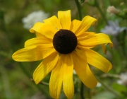 Rudbeckia Hirta 6