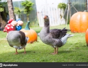 Pomeranian Geese in garden.