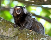 Sagui-de-Tufos-Brancos 3