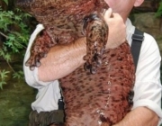 Salamandra Gigante Chinesa 5