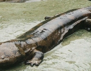 Salamandra Gigante Chinesa 6