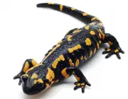Salamandras 2