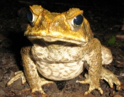 Cane Toad (Bufo marinus). Townsville, Queensland, Australia