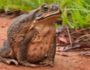 Sapo Boi Brasileiro 6