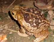 Sapo Bufo 4