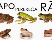 Sapo e Rã 1