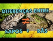 Sapo e Rã 3