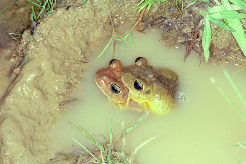 Fezes de Sapo Transmite Doenças – Mundo Ecologia