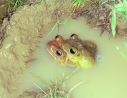 Sapo na Água Poluída 6