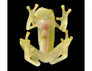Sapo Vidro 4