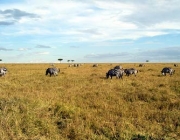 Savanas Africanas 3