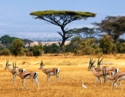 Savanas Africanas 6