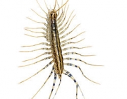 Scutigeromorpha 1