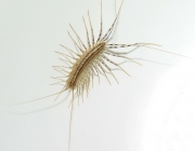 Scutigeromorpha 2