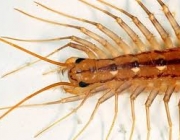 Scutigeromorpha 3