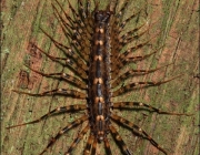 Scutigeromorpha 4