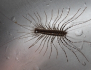 Scutigeromorpha 5