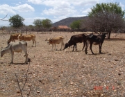 Seca na Caatinga 6