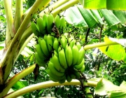 Seiva da Bananeira 5