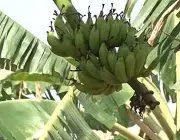 Seiva da Bananeira 6