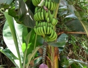 Bananeira 2
