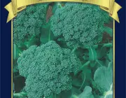 Sementes de Brócolis 1