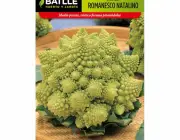 Sementes de Brócolis 4