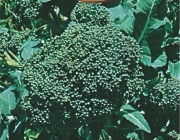 Sementes de Brócolis 5