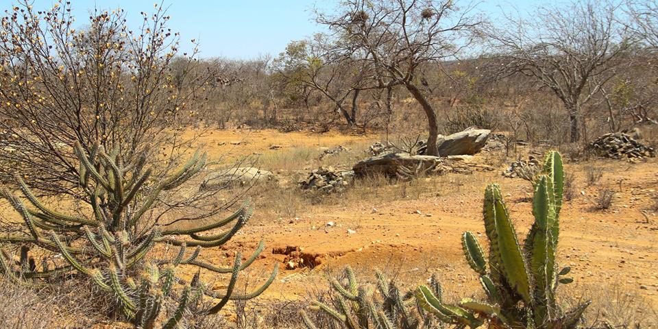Impactos Ambientais Caatinga Resumo – Mundo Ecologia