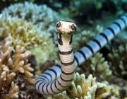 Serpente Marinha 1