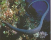 Serpente Marinha 2