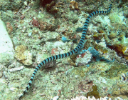 Serpente Marinha 3