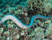 Serpente Marinha 4