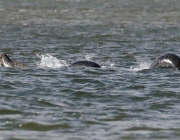 Serpente Marinhas Gigante do Lago Ness 6