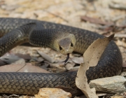 Serpente Oriental 4