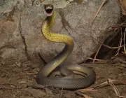 Serpente Oriental 6
