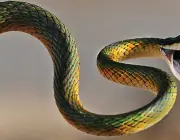 Serpentes da Ilha 6